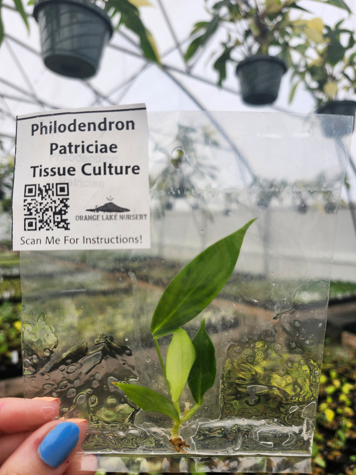 Philodendron Patriciae Tissue Culture