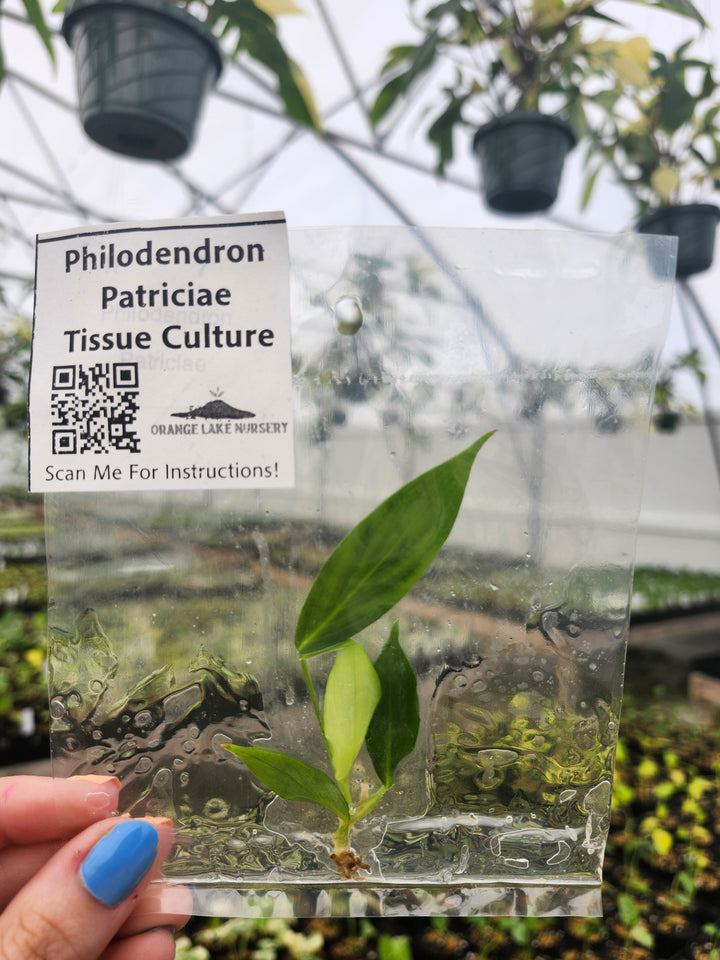 Philodendron Patriciae Tissue Culture