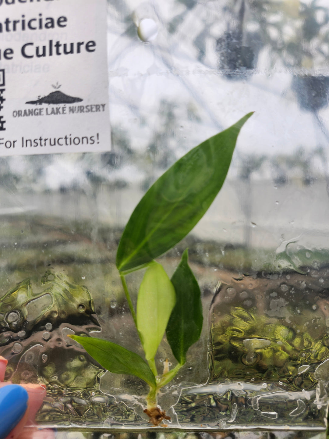 Philodendron Patriciae Tissue Culture