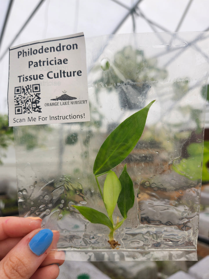 Philodendron Patriciae Tissue Culture