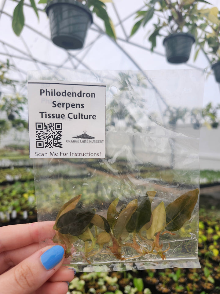 Philodendron Serpens Tissue Culture