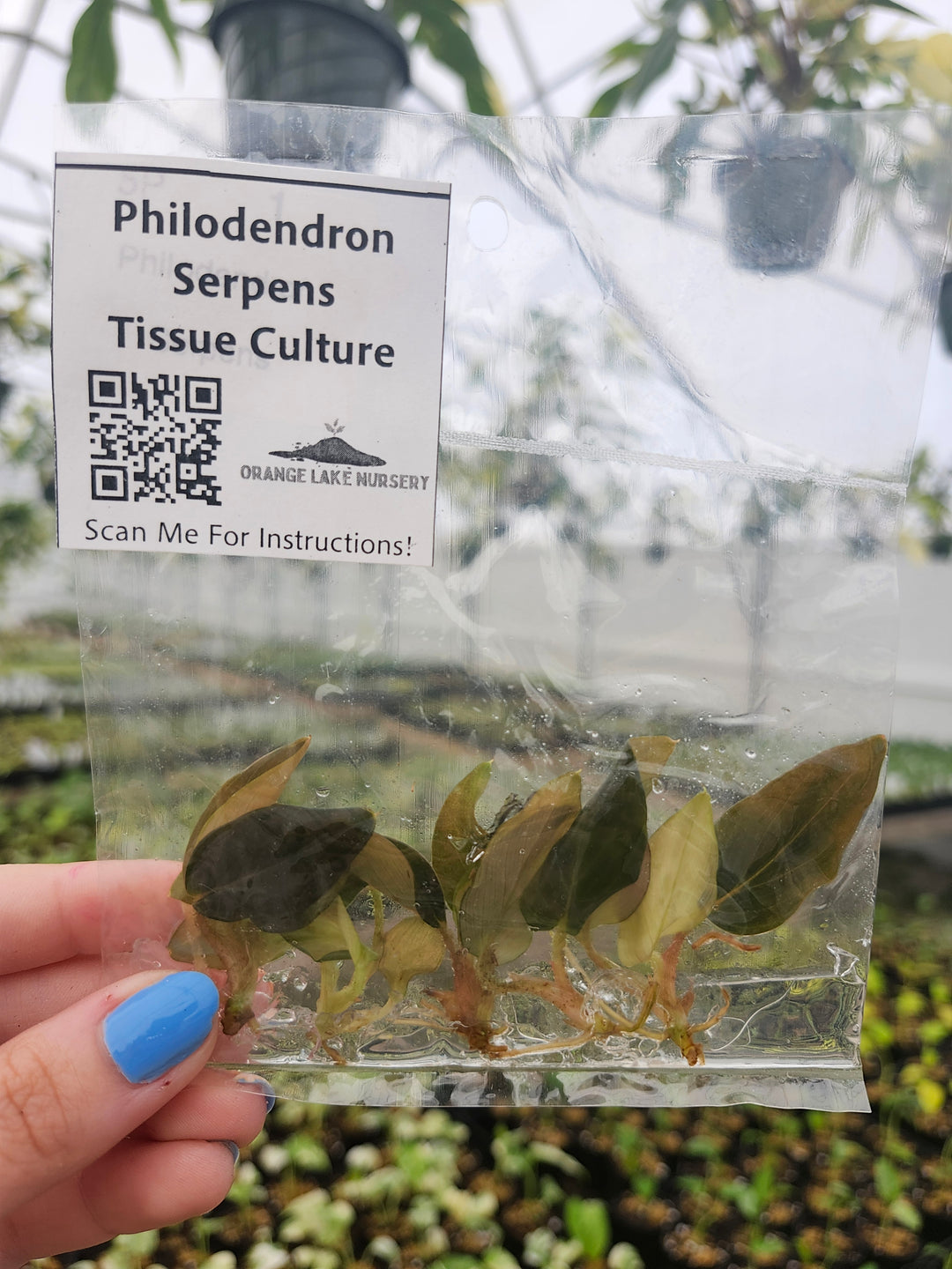 Philodendron Serpens Tissue Culture