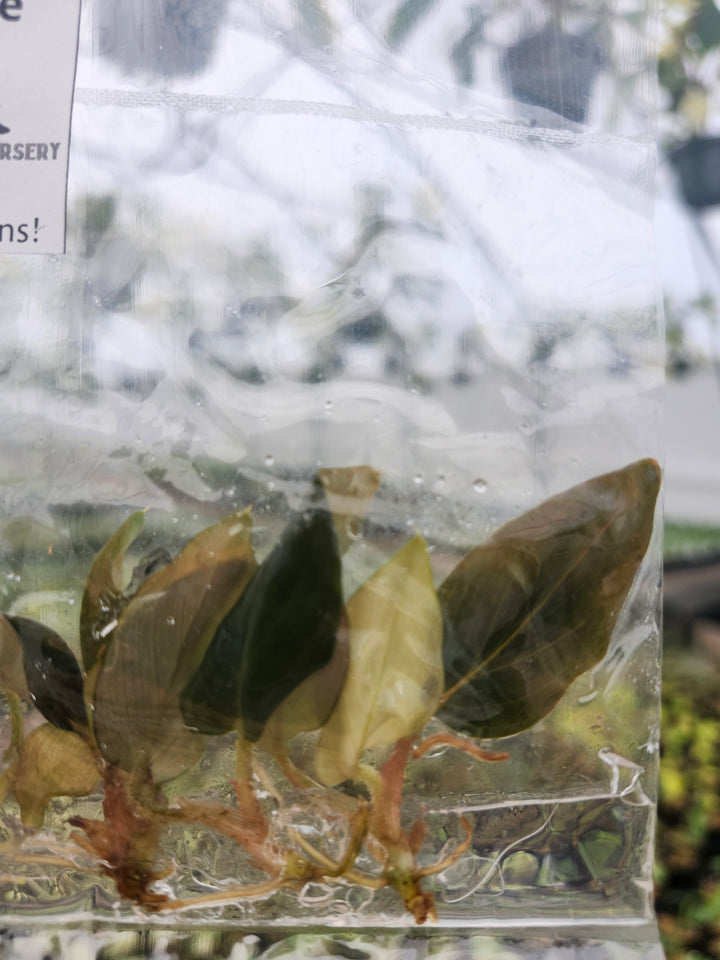 Philodendron Serpens Tissue Culture