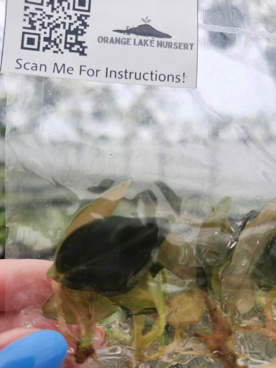 Philodendron Serpens Tissue Culture