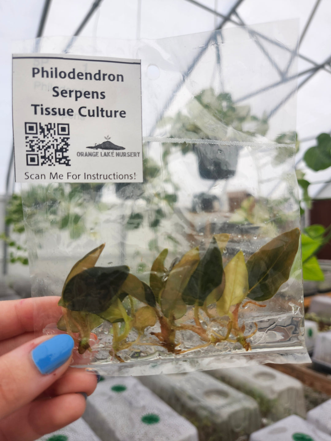 Philodendron Serpens Tissue Culture