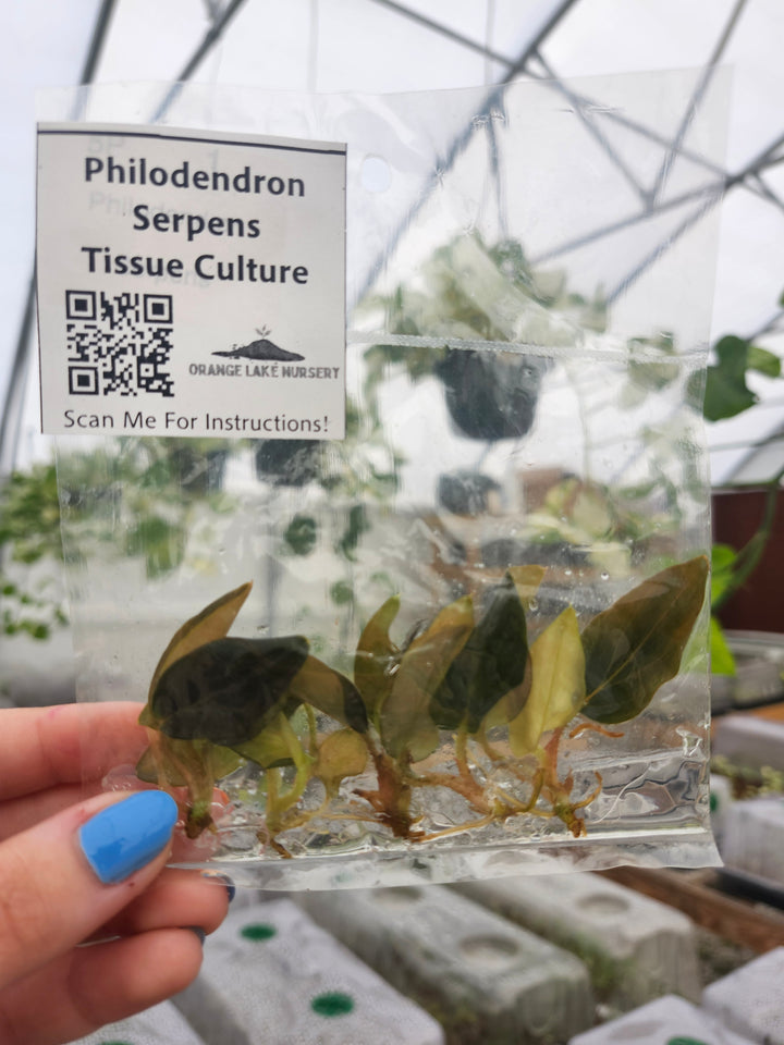 Philodendron Serpens Tissue Culture