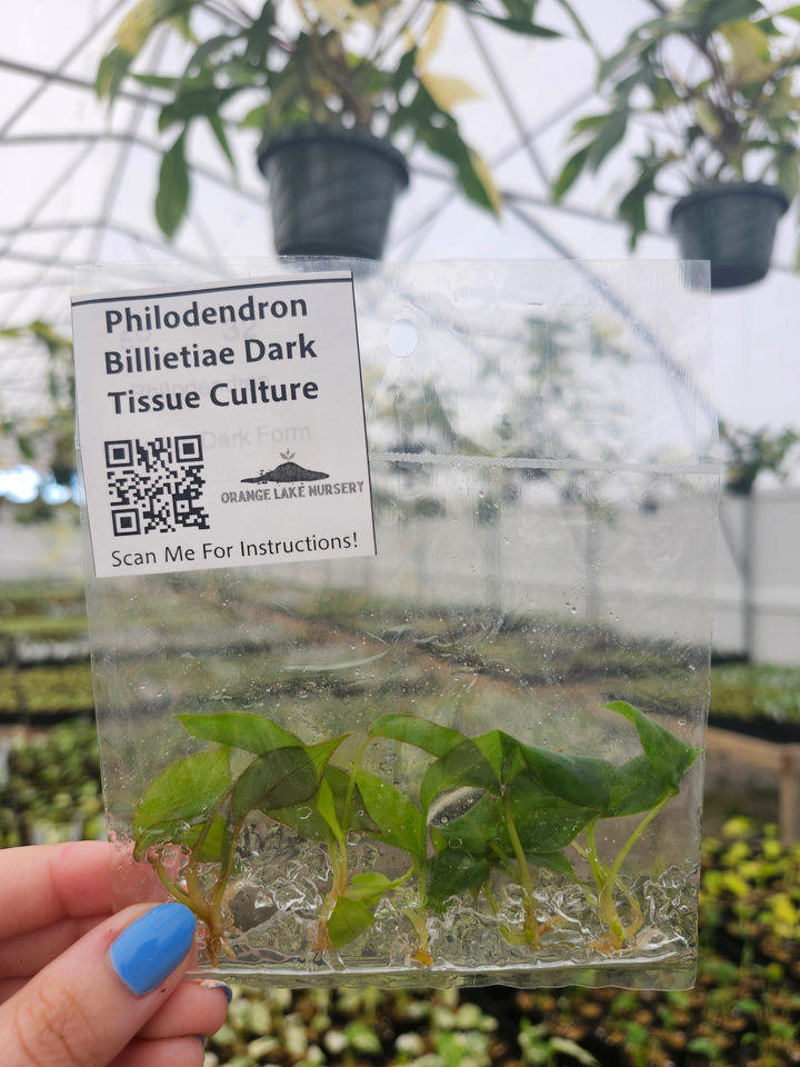 Philodendron Billietiae Dark Form Tissue Culture