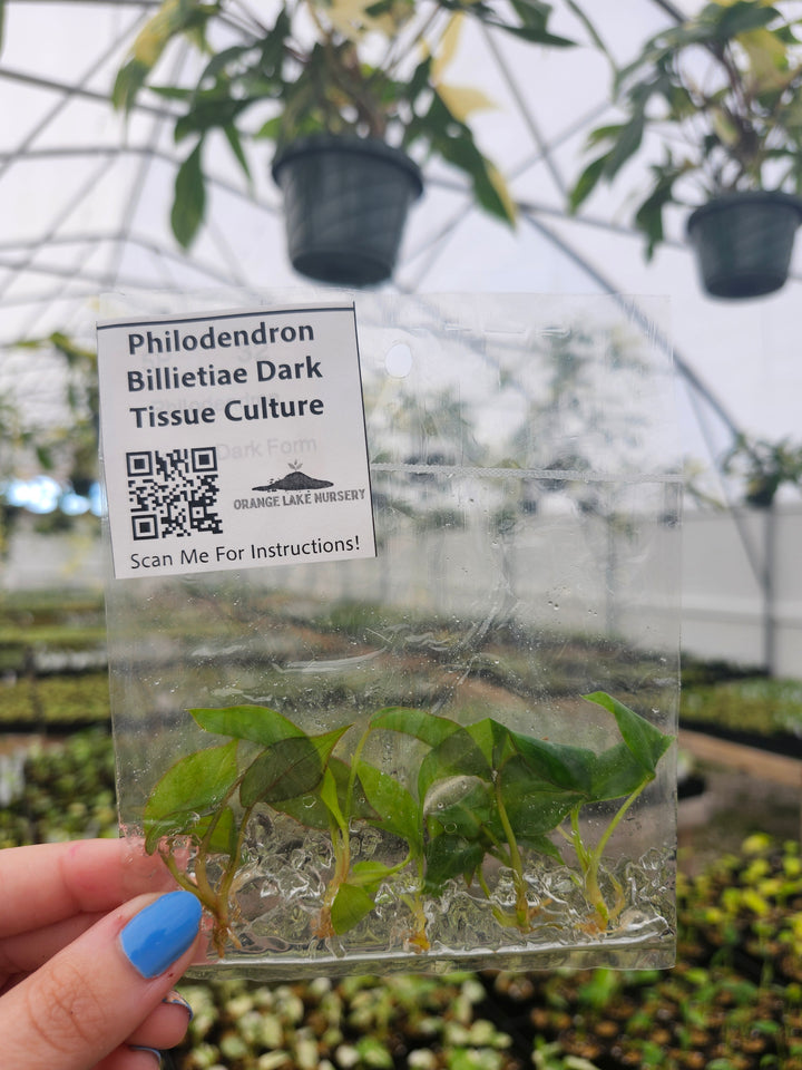 Philodendron Billietiae Dark Form Tissue Culture