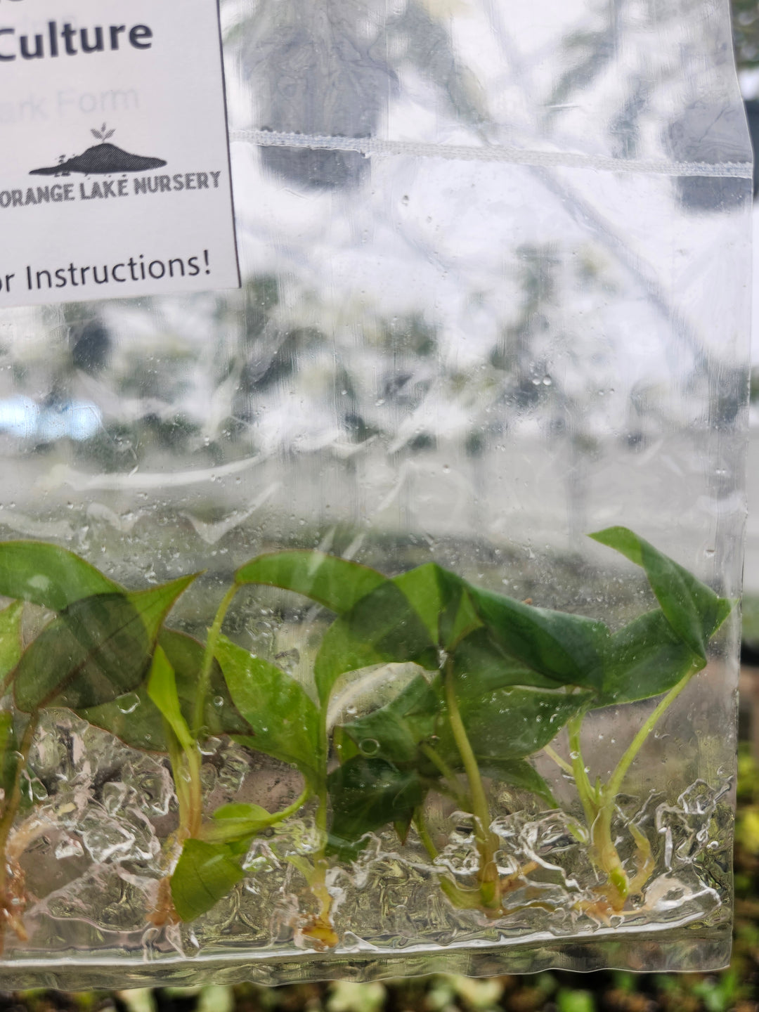 Philodendron Billietiae Dark Form Tissue Culture