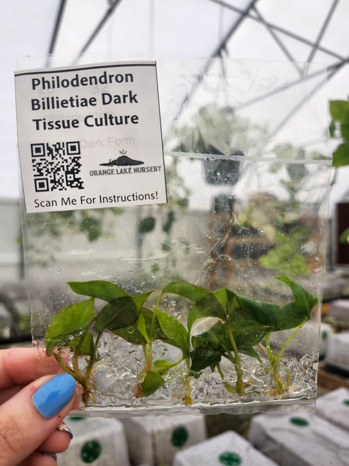 Philodendron Billietiae Dark Form Tissue Culture