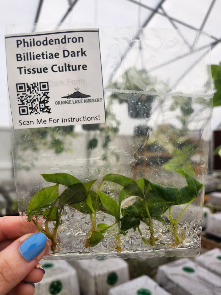 Philodendron Billietiae Dark Form Tissue Culture