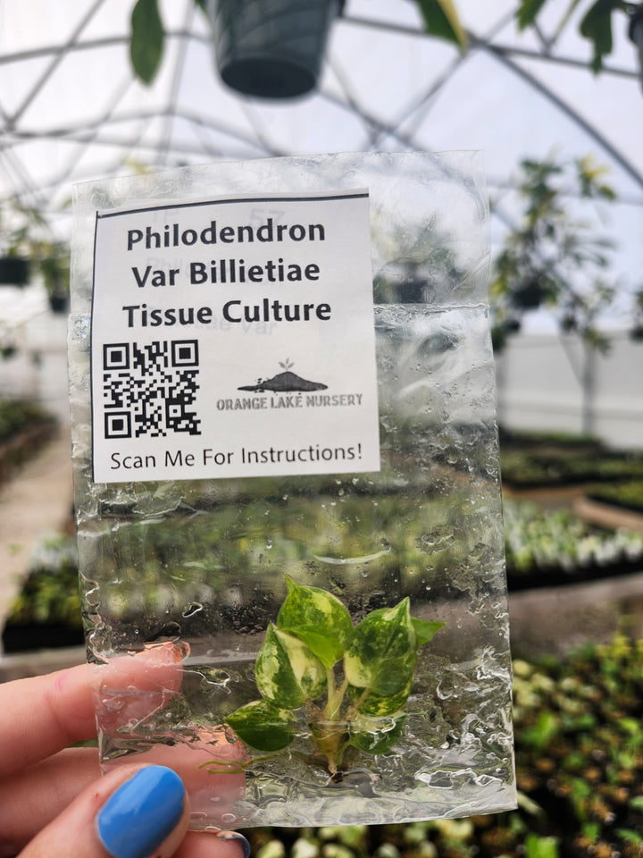 Philodendron Variegated Billietiae Tissue Culture