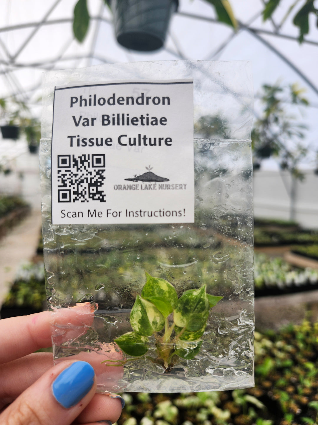Philodendron Variegated Billietiae Tissue Culture