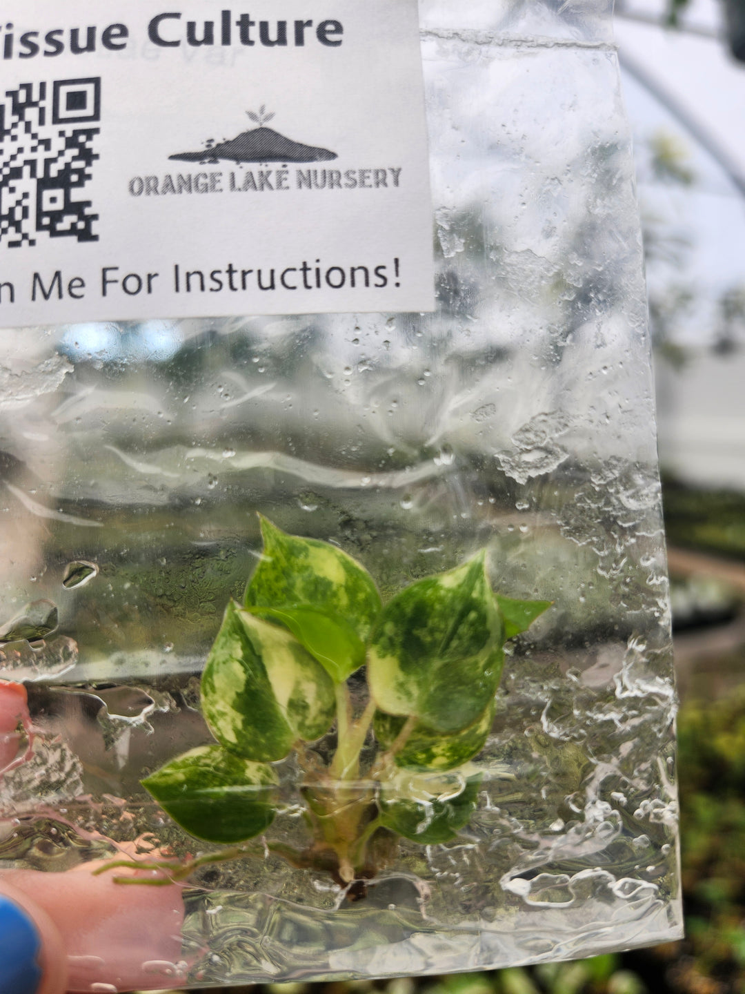 Philodendron Variegated Billietiae Tissue Culture