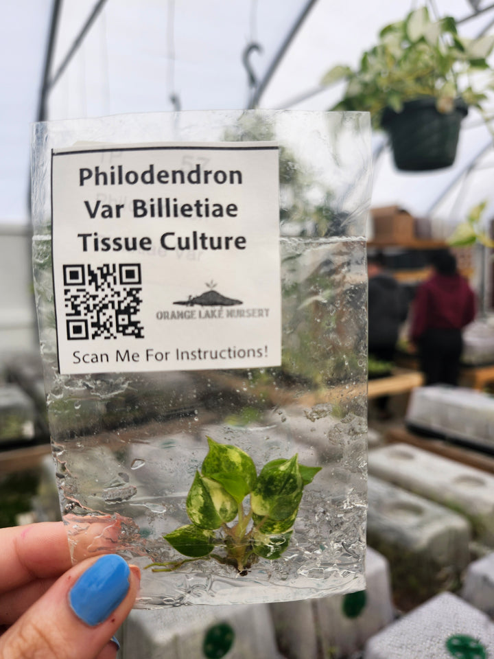Philodendron Variegated Billietiae Tissue Culture