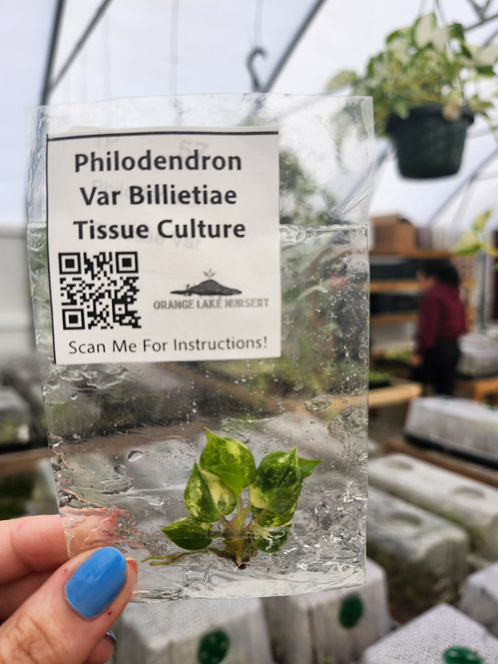 Philodendron Variegated Billietiae Tissue Culture