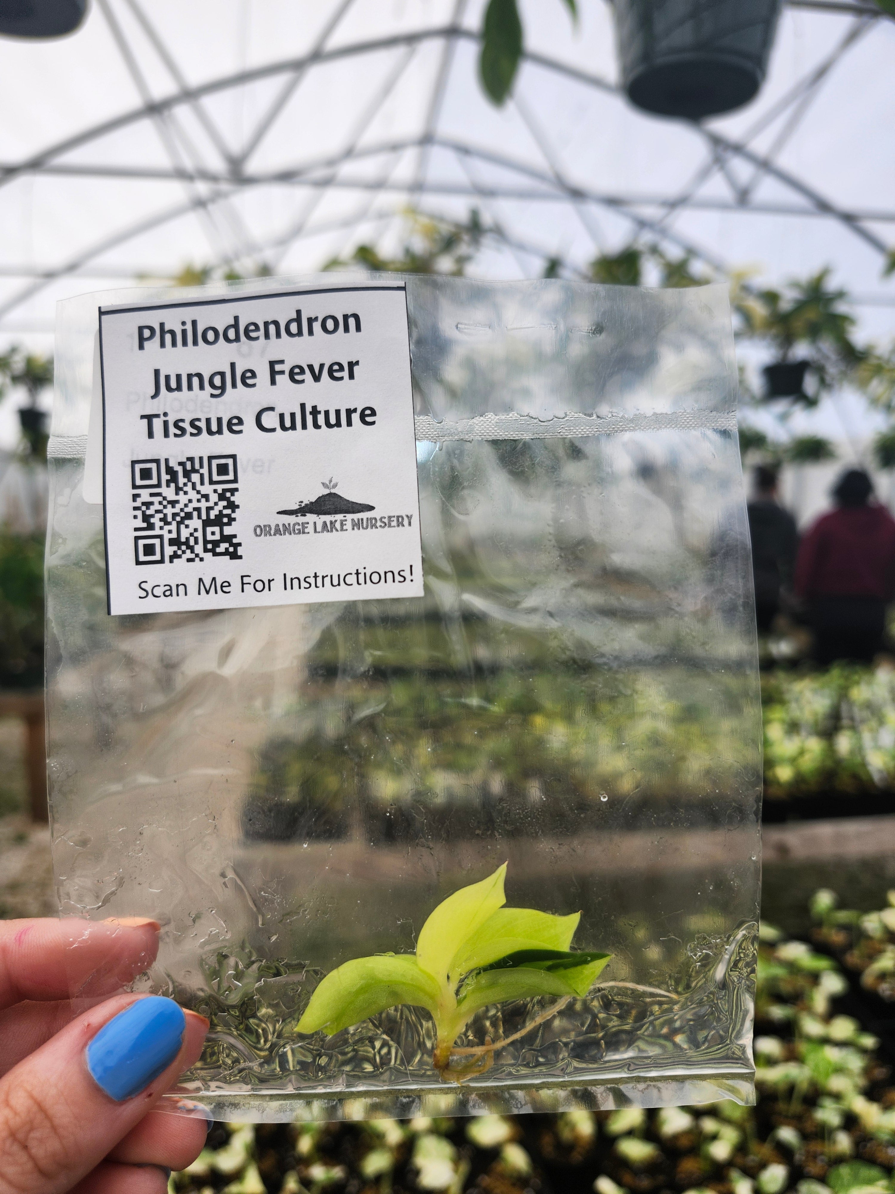 Orange Lake Nursery Philodendron Jungle Fever