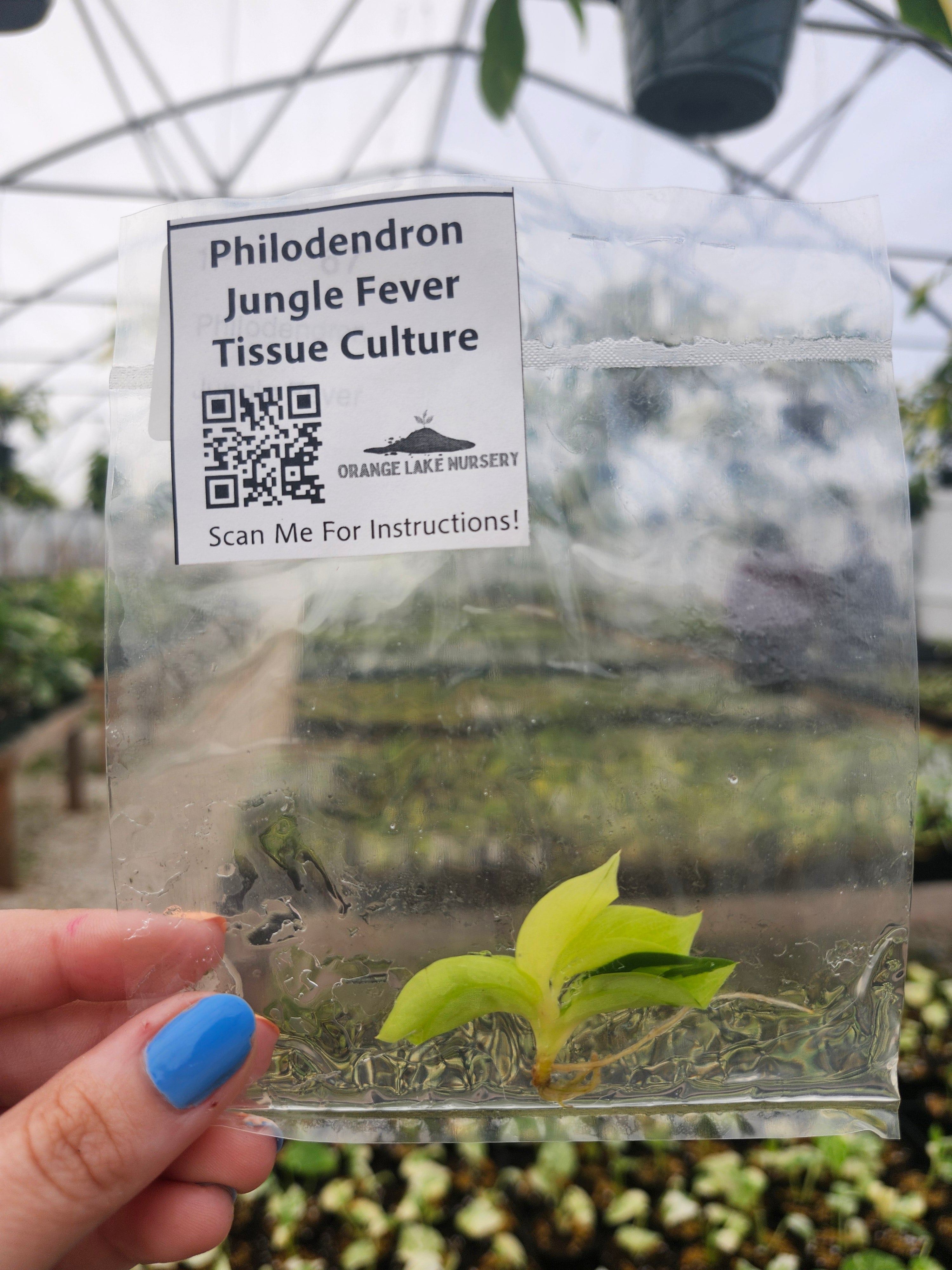Orange Lake Nursery Philodendron Jungle Fever - Thumbnail 4