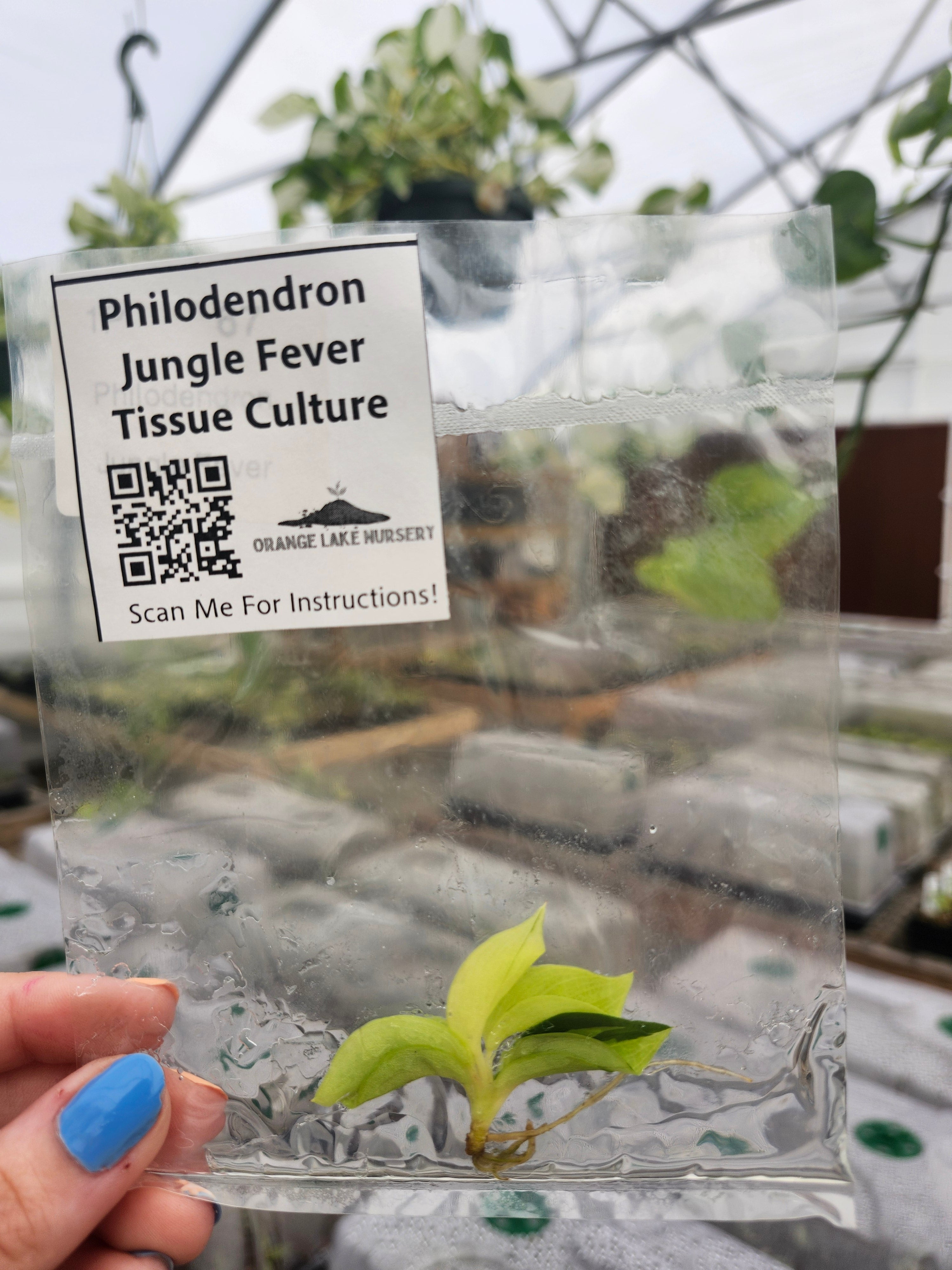 Orange Lake Nursery Philodendron Jungle Fever - Thumbnail 2