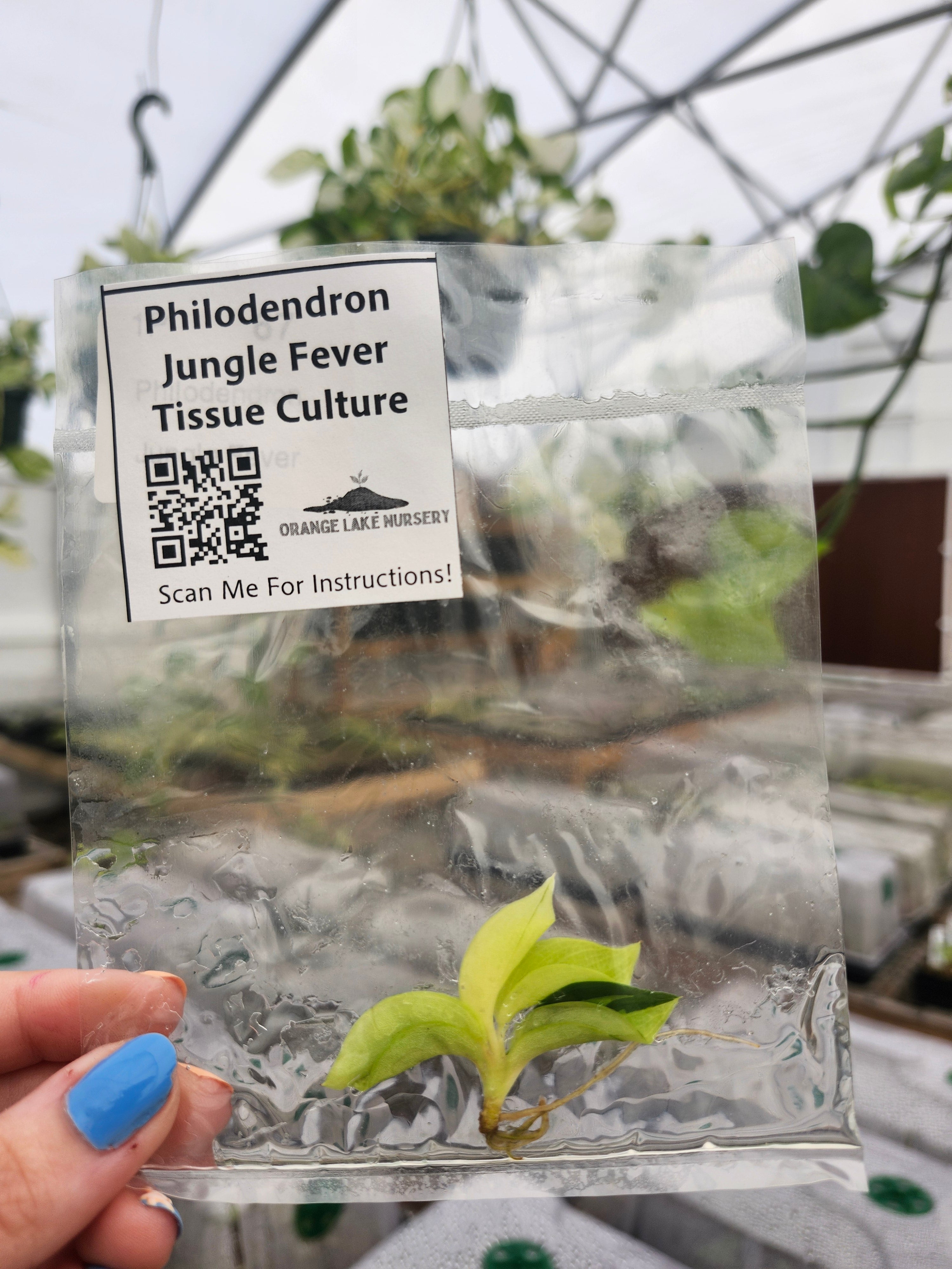 Orange Lake Nursery Philodendron Jungle Fever - Thumbnail 3