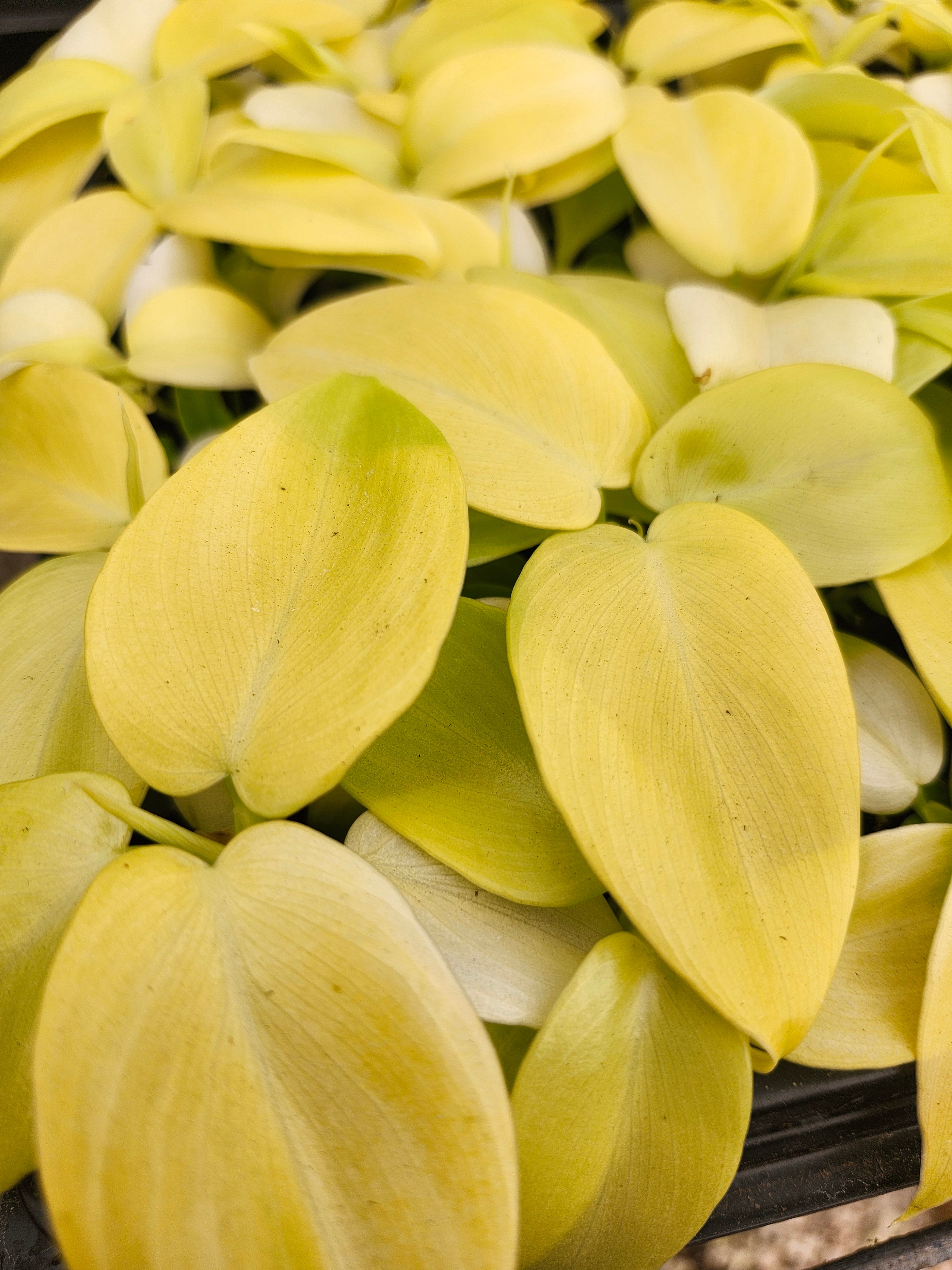 Philodendron Golden Violin