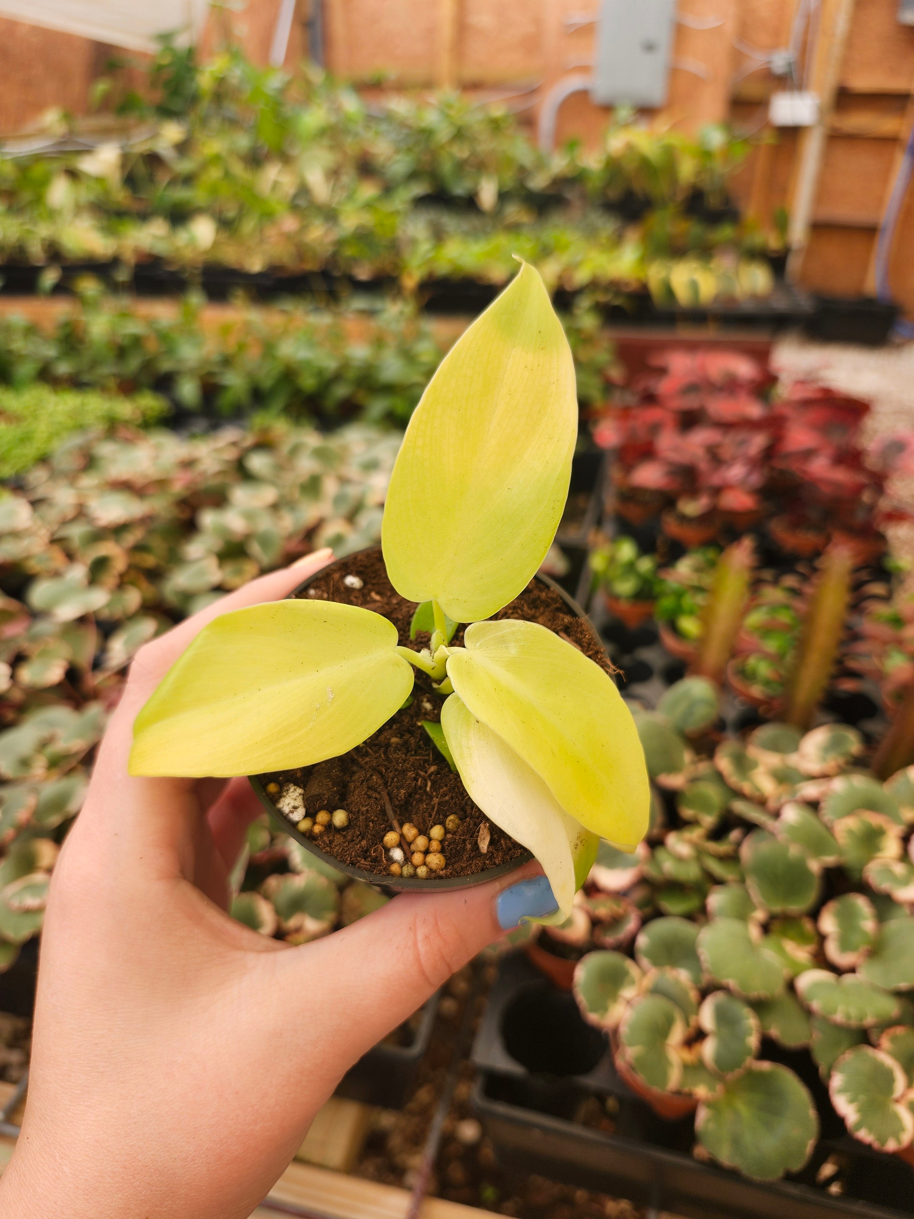 Philodendron Golden Violin - Thumbnail 2