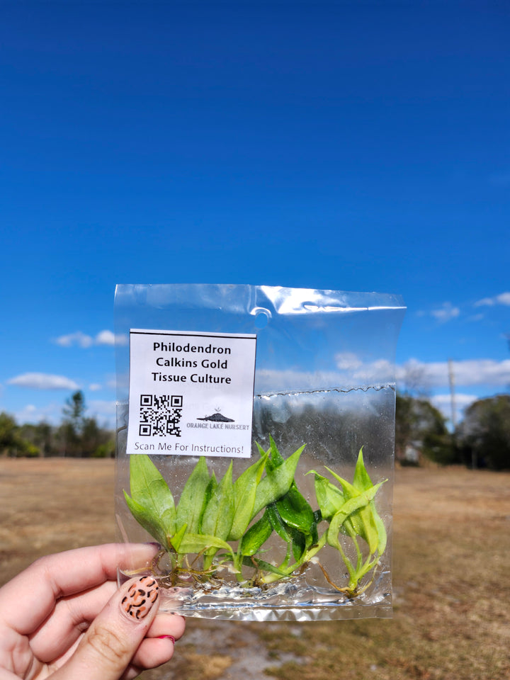 Philodendron Calkins Gold Tissue Culture