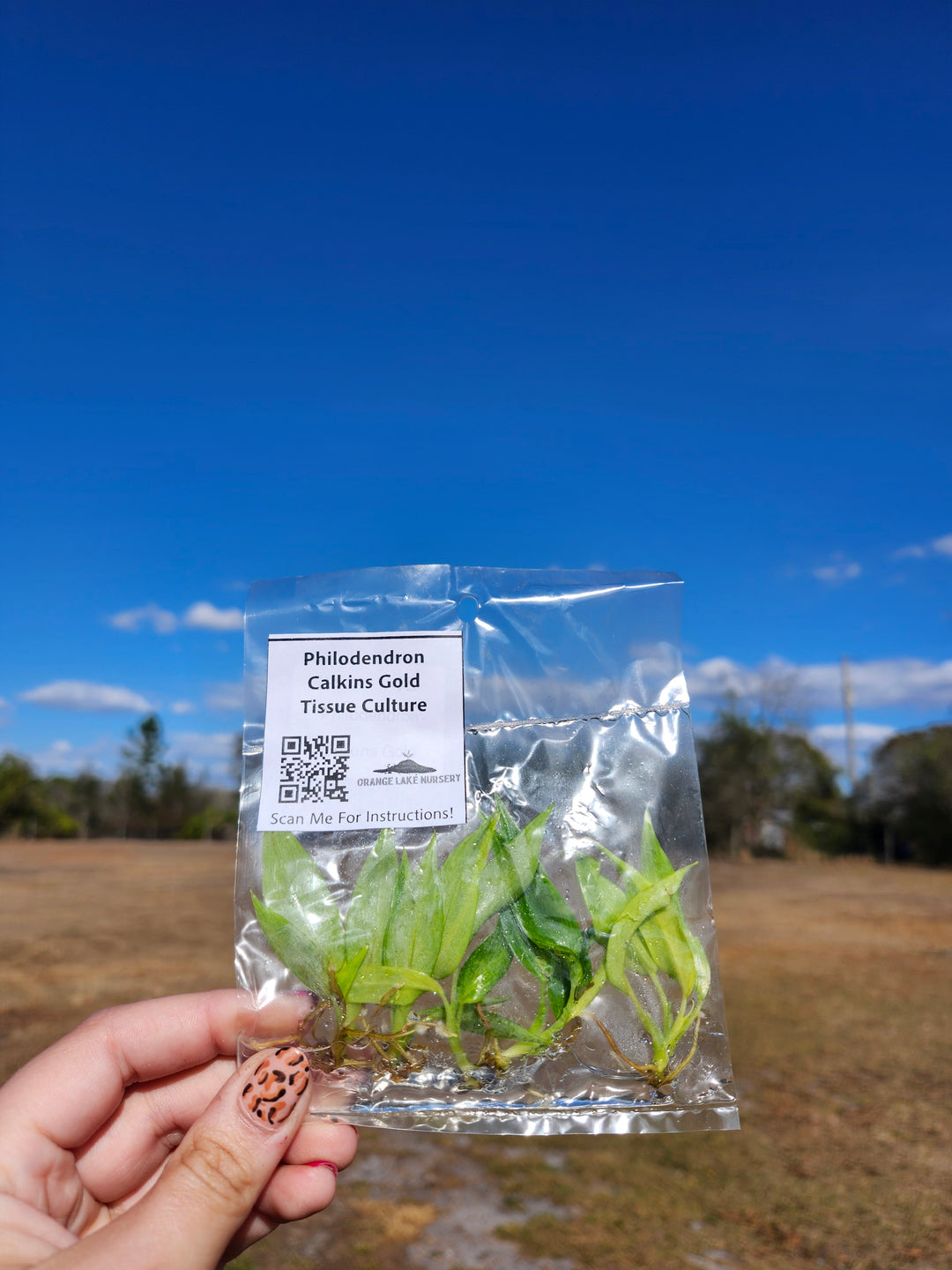 Philodendron Calkins Gold Tissue Culture