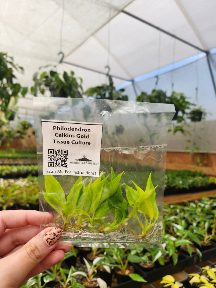 Philodendron Calkins Gold Tissue Culture