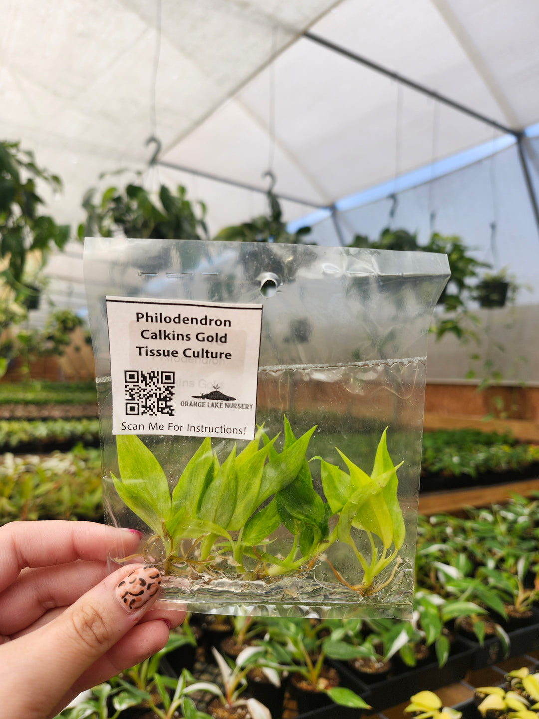 Philodendron Calkins Gold Tissue Culture