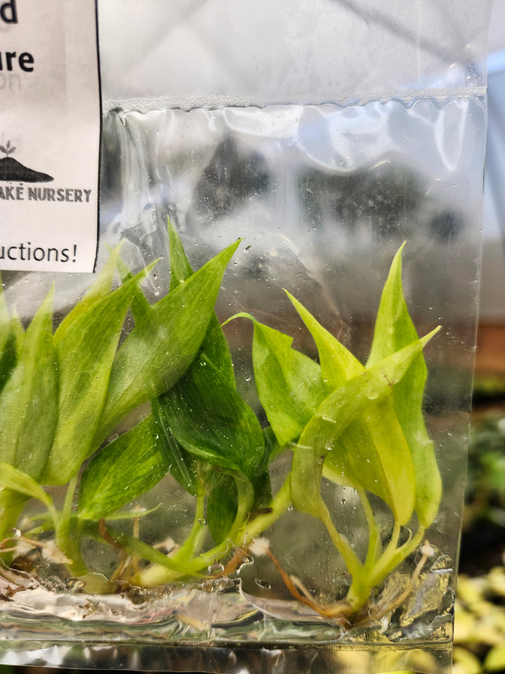 Philodendron Calkins Gold Tissue Culture