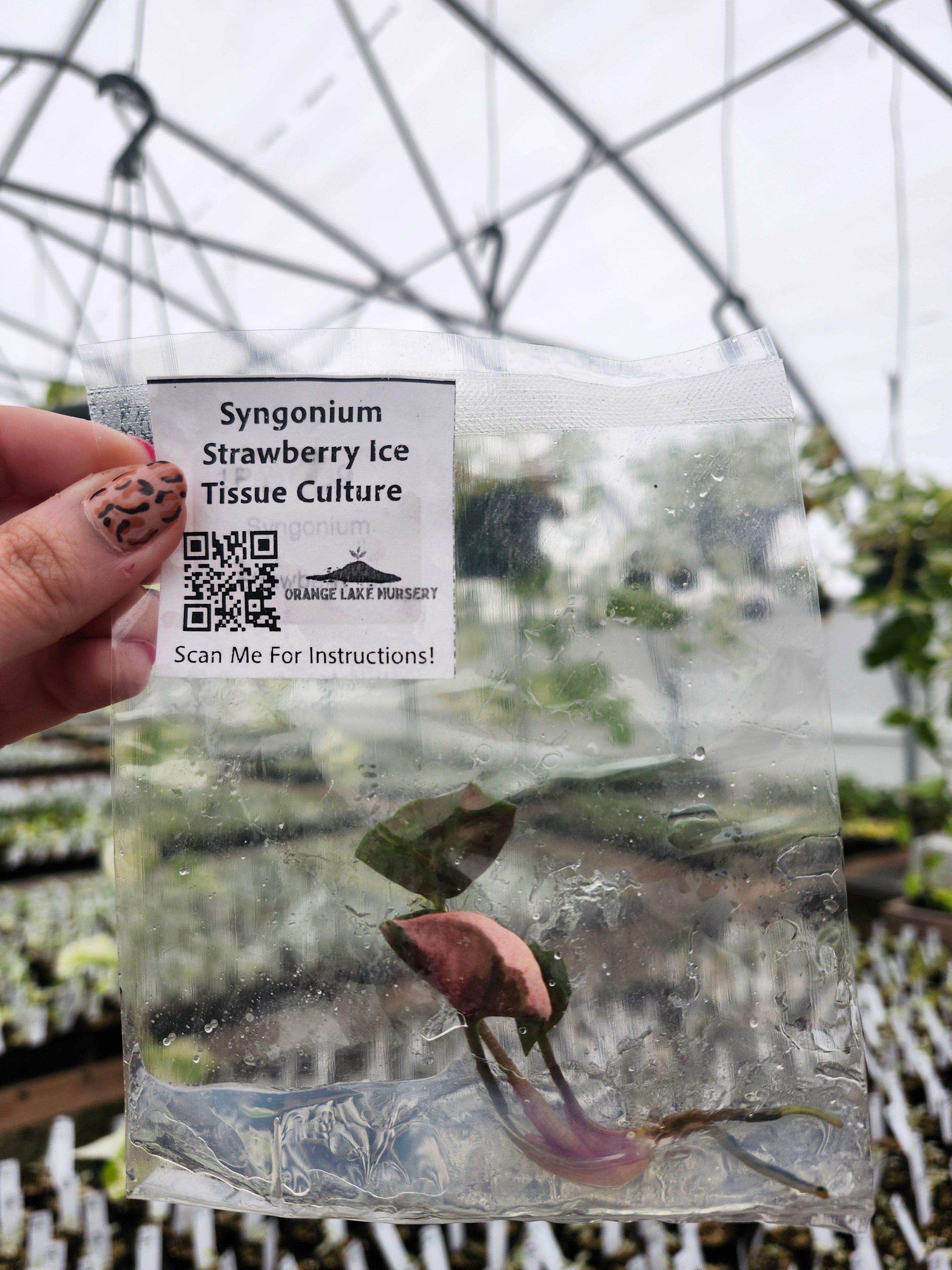 Syngonium Strawberry Ice