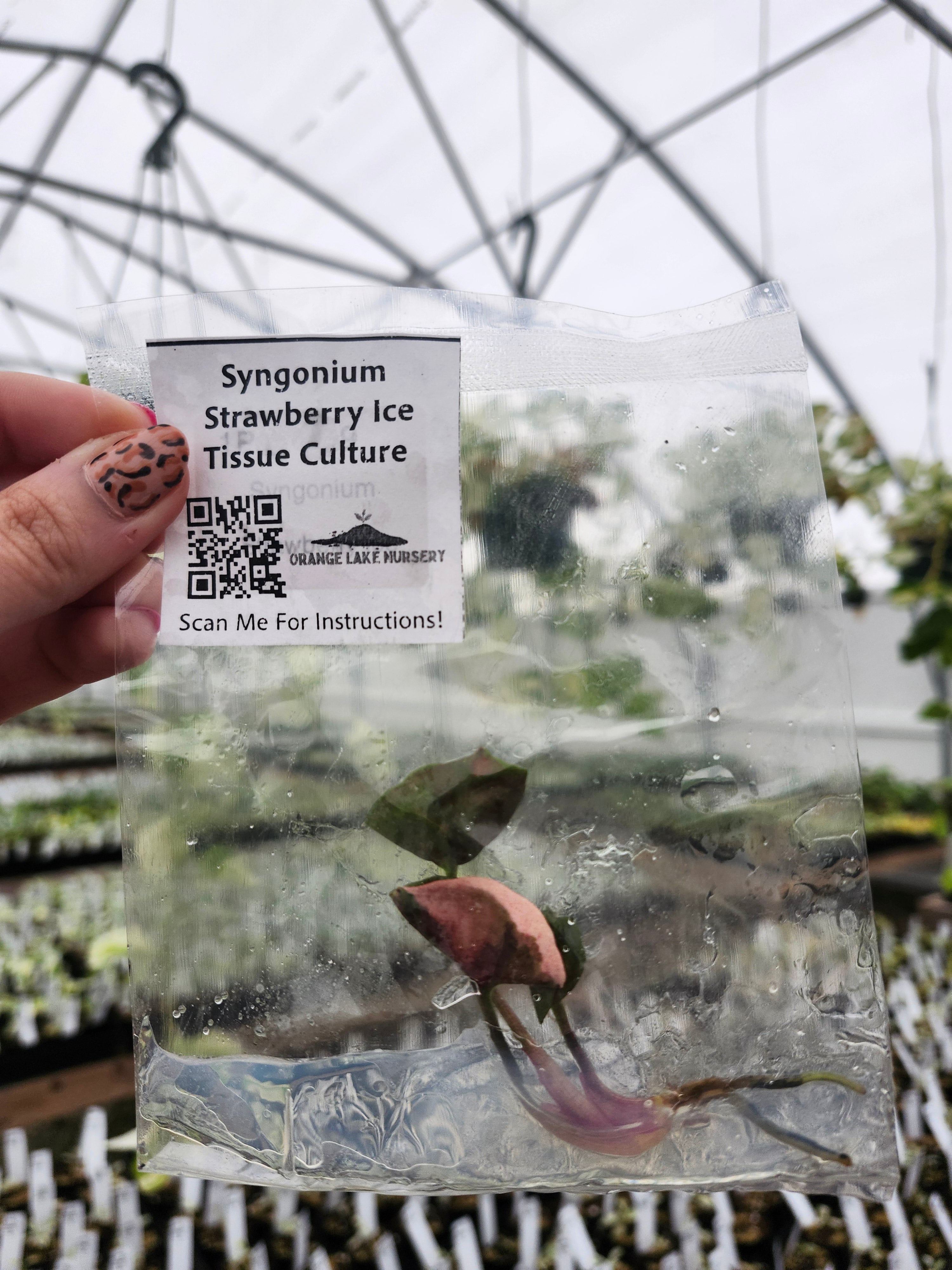 Syngonium Strawberry Ice - Thumbnail 2