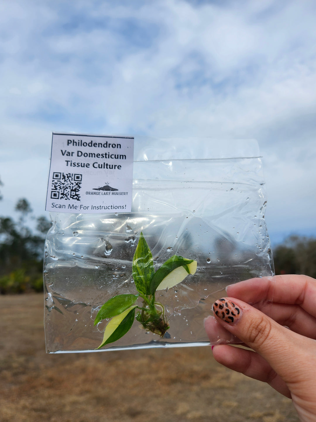 Philodendron Variegated Domesticum Tissue Culture