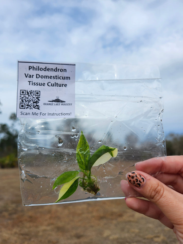 Philodendron Variegated Domesticum Tissue Culture