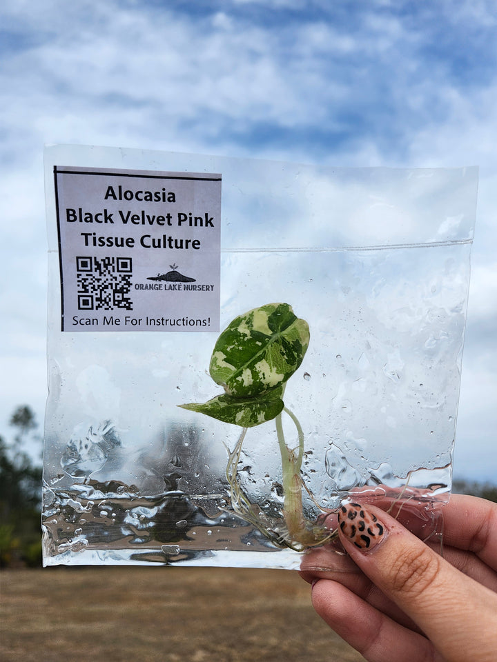 Alocasia Variegated Black Velvet (Pink) Tissue Culture