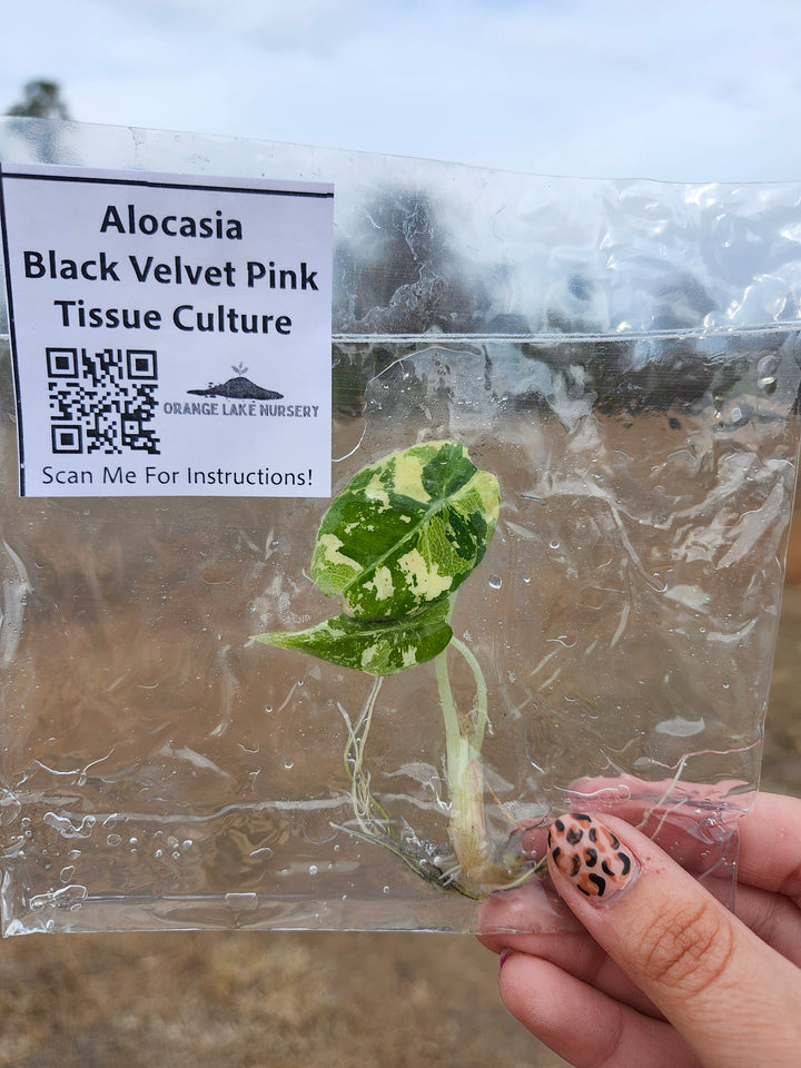 Alocasia Variegated Black Velvet (Pink) Tissue Culture