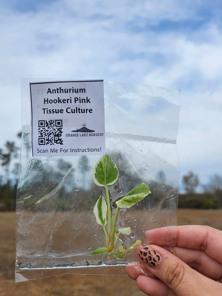 Anthurium Hookeri Pink Tissue Culture