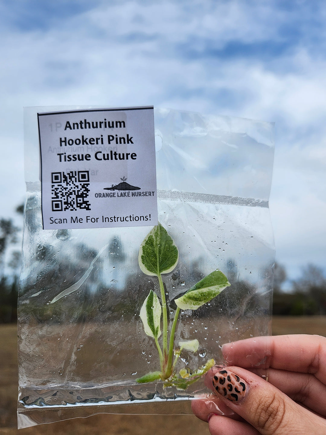 Anthurium Hookeri Pink Tissue Culture
