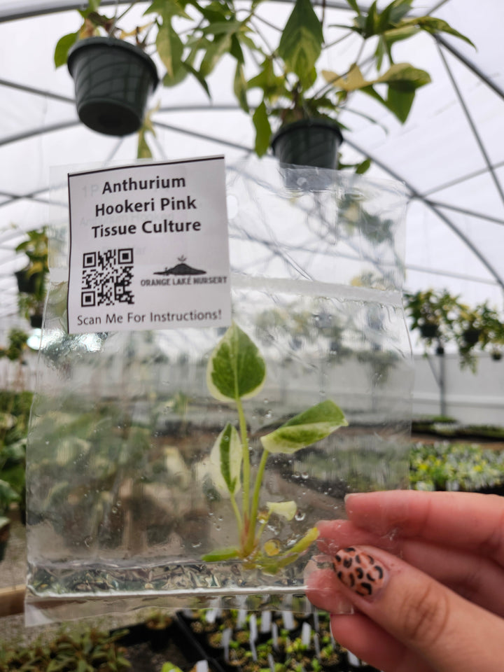 Anthurium Hookeri Pink Tissue Culture