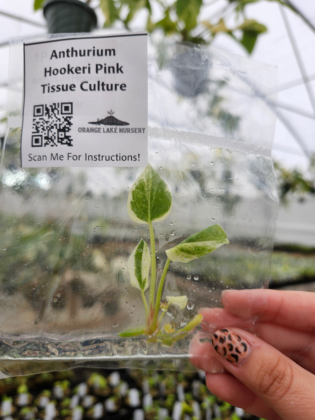 Anthurium Hookeri Pink Tissue Culture