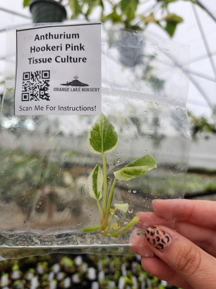 Anthurium Hookeri Pink Tissue Culture