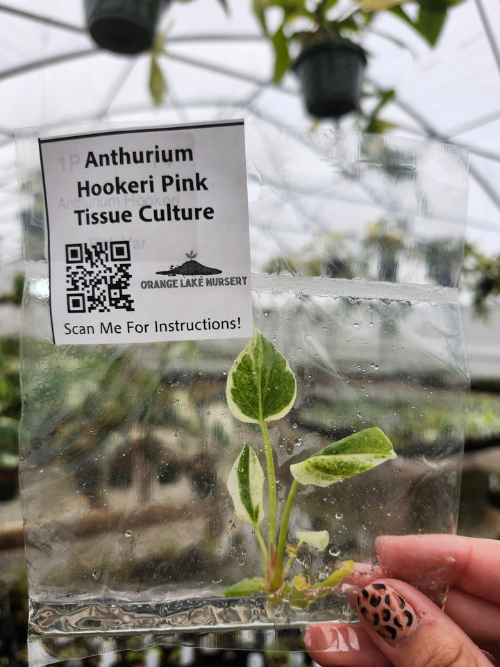 Anthurium Hookeri Pink Tissue Culture