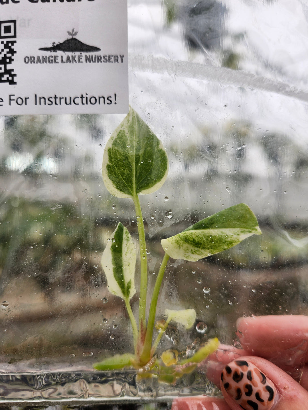 Anthurium Hookeri Pink Tissue Culture