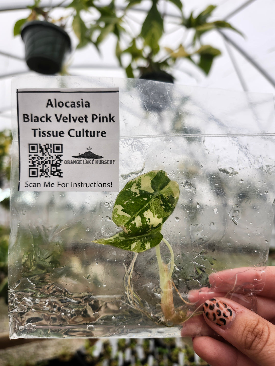 Alocasia Variegated Black Velvet (Pink) Tissue Culture