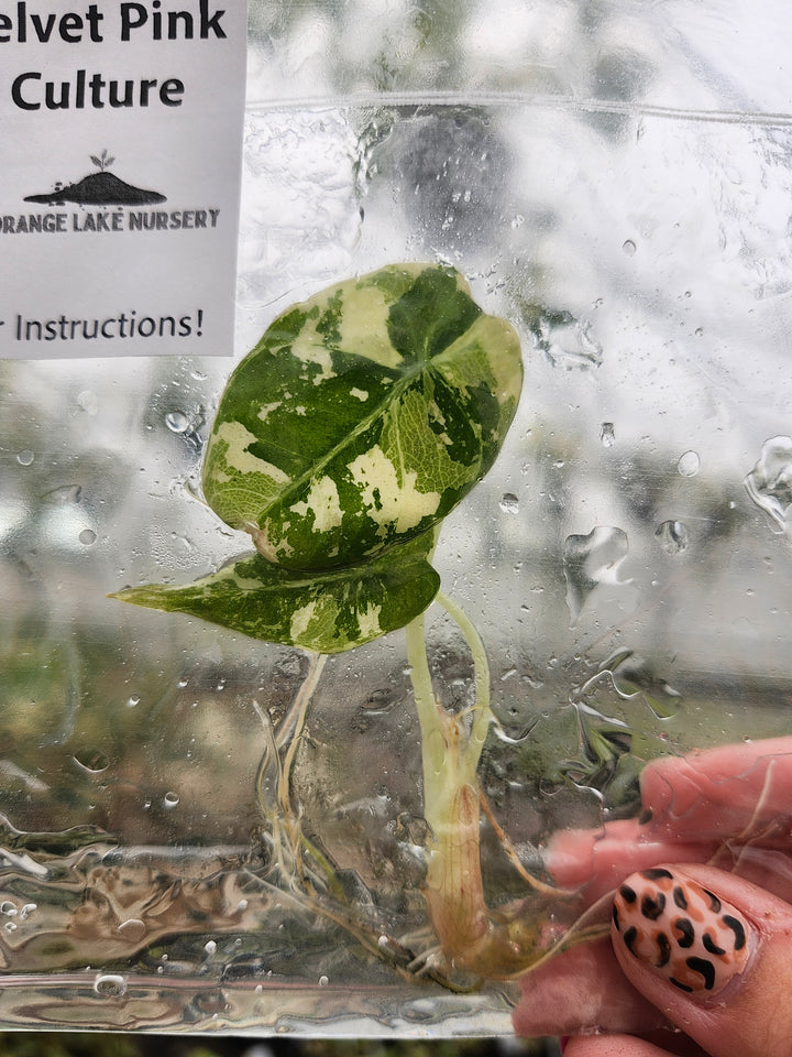 Alocasia Variegated Black Velvet (Pink) Tissue Culture