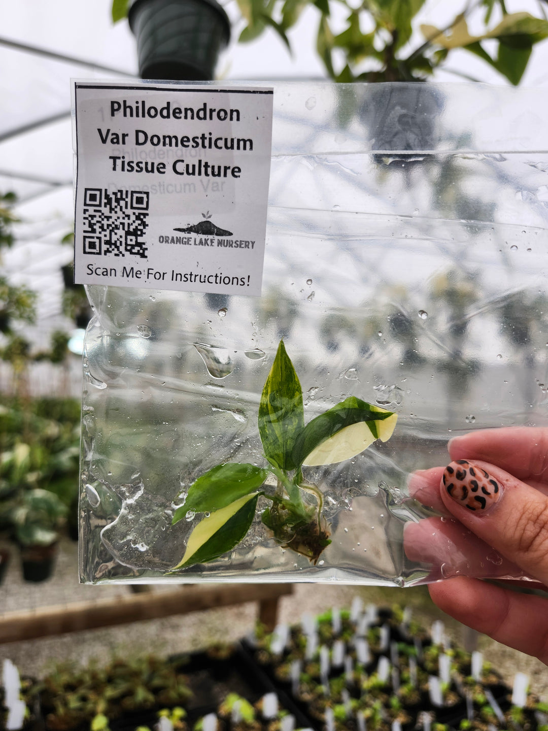 Philodendron Variegated Domesticum Tissue Culture