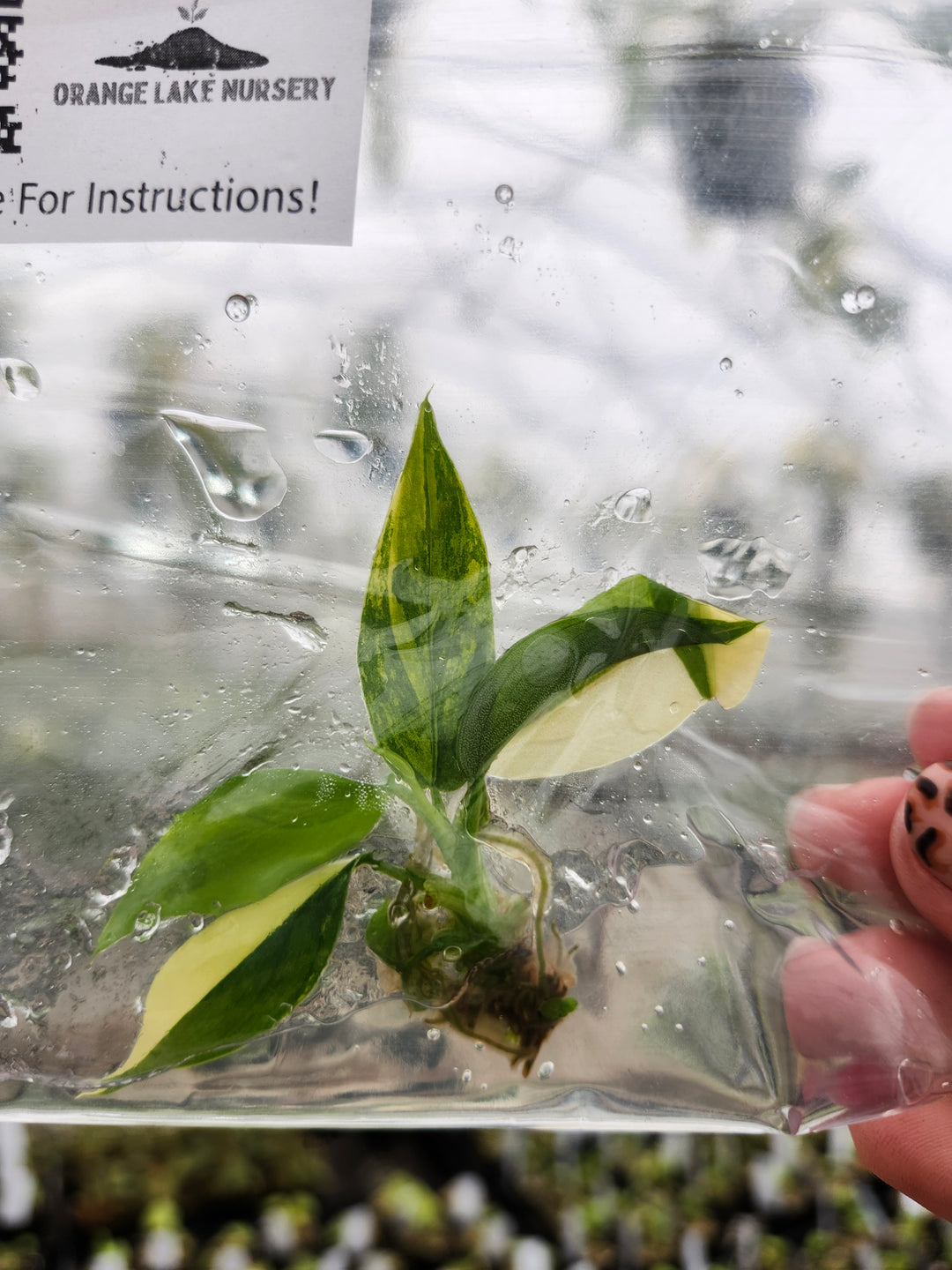 Philodendron Variegated Domesticum Tissue Culture