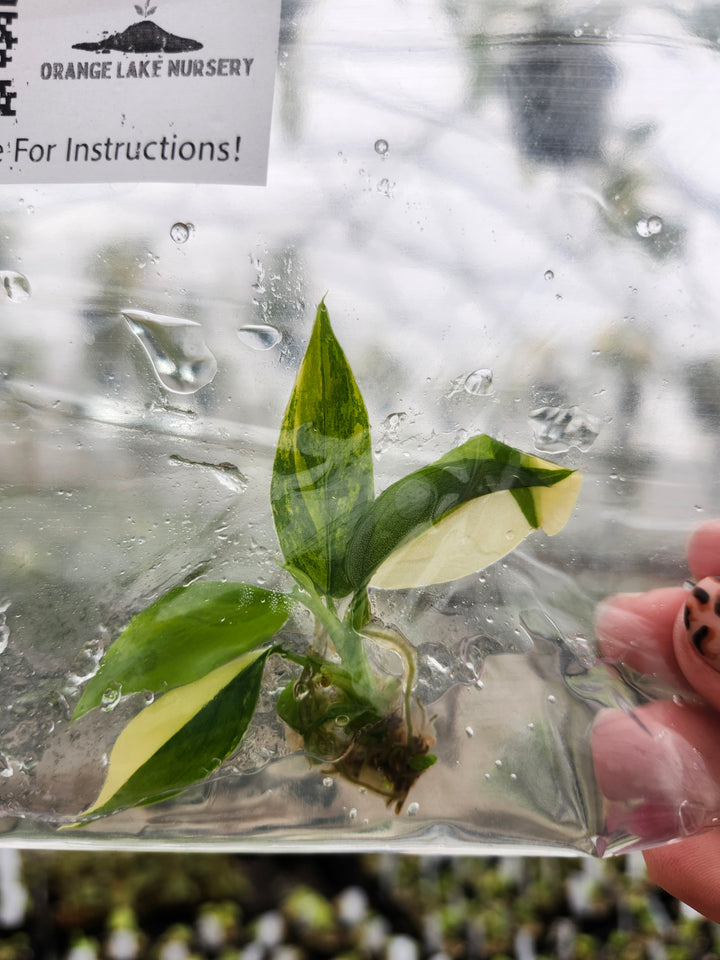 Philodendron Variegated Domesticum Tissue Culture