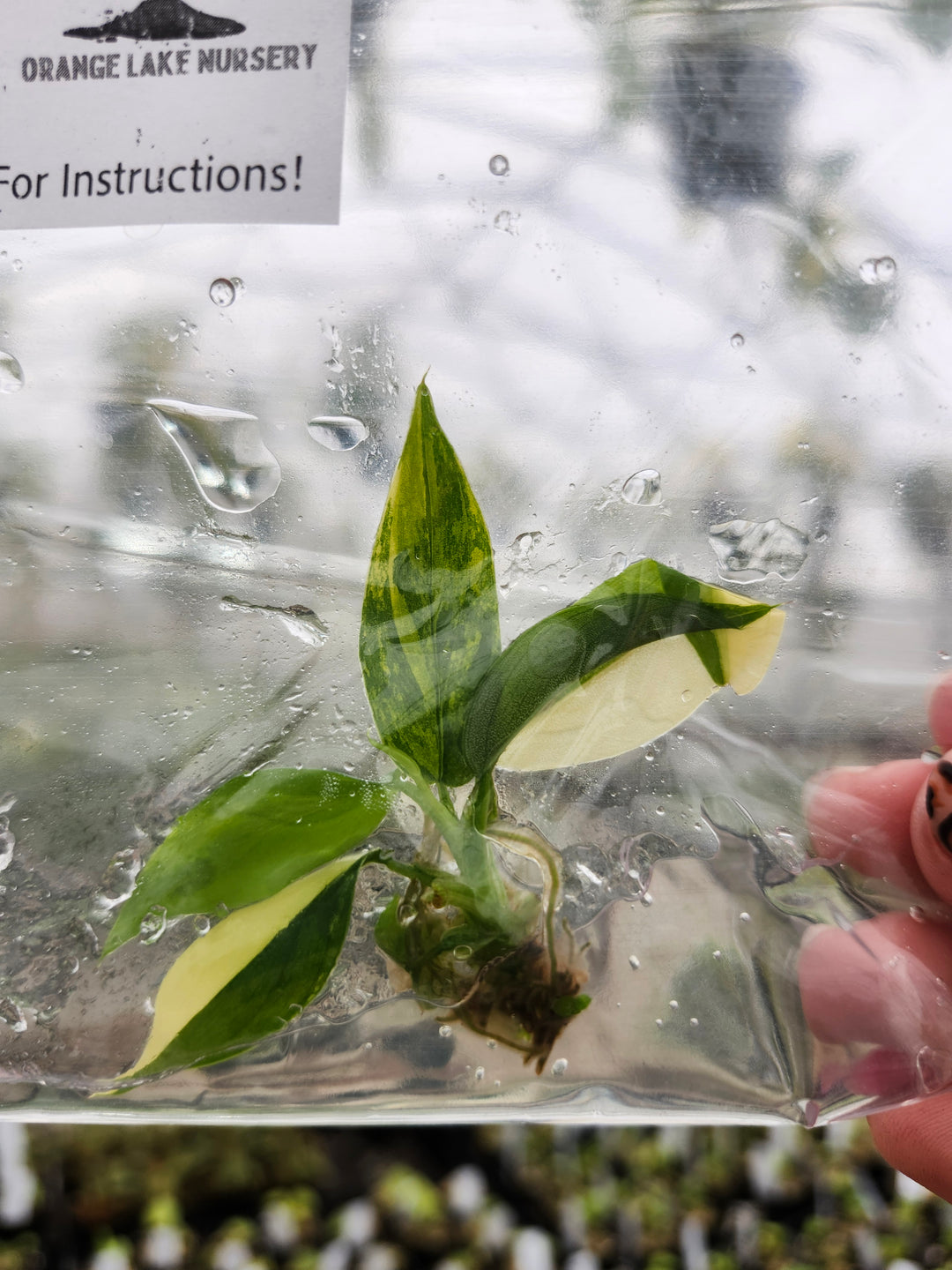 Philodendron Variegated Domesticum Tissue Culture